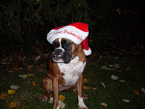 weihnachtenhund Weihnachten Blog